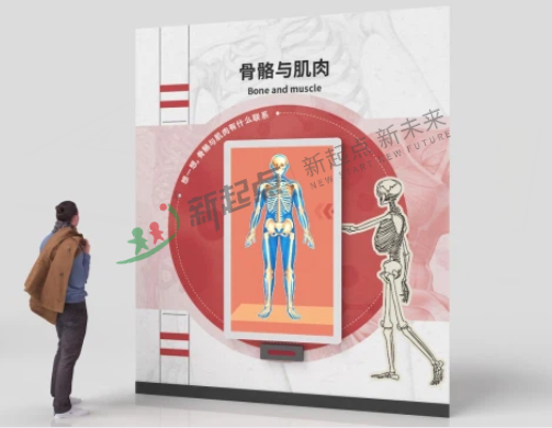 骨骼与肌肉